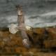 Fulmar en vuelo con mar de fondo