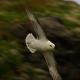 Descripción: Fulmar en vuelo II