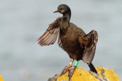 Cormorán moñudo - Common shag