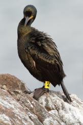 Cormorán moñudo - Common shag