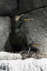 Cormorán moñudo - Common shag