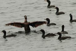 Cormorán moñudo - Common shag