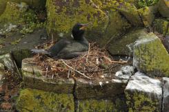 Cormorán moñudo - Common shag