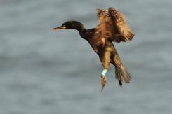 Cormorán moñudo - Common shag