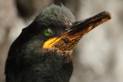 Cormorán moñudo - Common shag