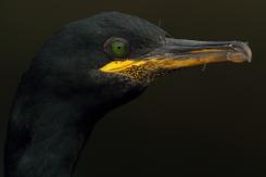 Cormorán moñudo - Common shag