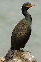 Cormorán moñudo - Common shag
