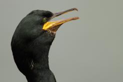Cormorán moñudo - Common shag