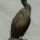 Descripción: El cormorán moñudo (Phalacrocorax aristotelis)