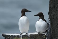 Arao común - Commond guillemot