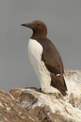Arao común - Commond guillemot
