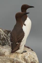 Arao común - Commond guillemot