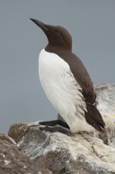 Arao común - Commond guillemot
