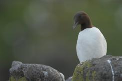 Arao común - Commond guillemot