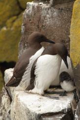 Arao común - Commond guillemot