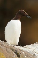 Arao común - Commond guillemot