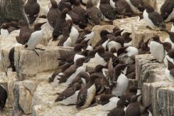 Arao común - Commond guillemot