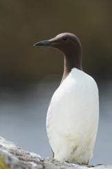 Arao común - Commond guillemot
