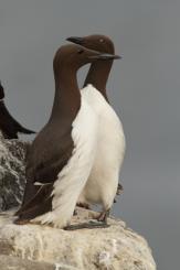 Arao común - Commond guillemot