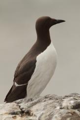 Arao común - Commond guillemot
