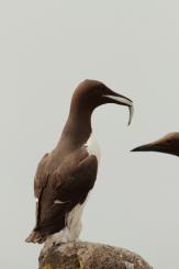 Arao común - Commond guillemot