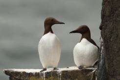 Arao común - Commond guillemot