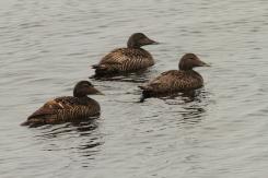 Eider - Commond eider
