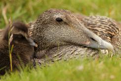 Eider - Commond eider