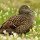 Descripción: Eider común hembra  (Somateria mollissima)