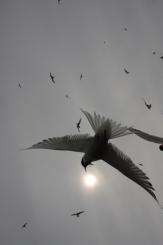 Charrán Artico - Arctic tern
