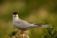Charrán Artico - Arctic tern