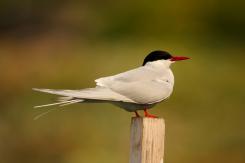 Charrán Artico - Arctic tern