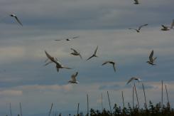Charrán Artico - Arctic tern
