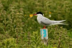 Charrán Artico - Arctic tern