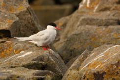 Charrán Artico - Arctic tern