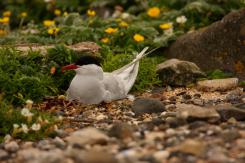 Charrán Artico - Arctic tern
