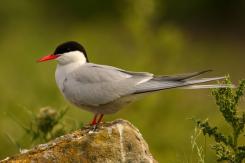 Charrán Artico - Arctic tern