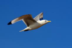 Gaviota tridáctila - Kittiewake