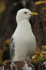 Gaviota tridáctila - Kittiewake