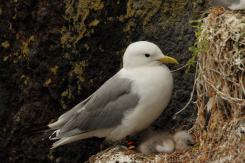 Gaviota tridáctila - Kittiewake