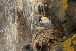 Gaviota tridáctila - Kittiewake