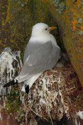 Gaviota tridáctila - Kittiewake