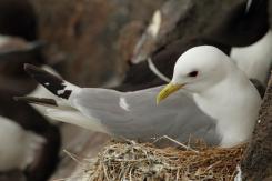 Gaviota tridáctila - Kittiewake