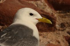 Gaviota tridáctila - Kittiewake