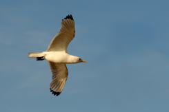 Gaviota tridáctila - Kittiewake