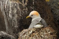 Gaviota tridáctila - Kittiewake