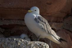 Gaviota tridáctila - Kittiewake