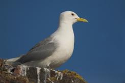 Gaviota tridáctila - Kittiewake