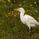 Plumaje invernal - winter plumage