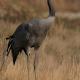 La grulla común (Grus grus)